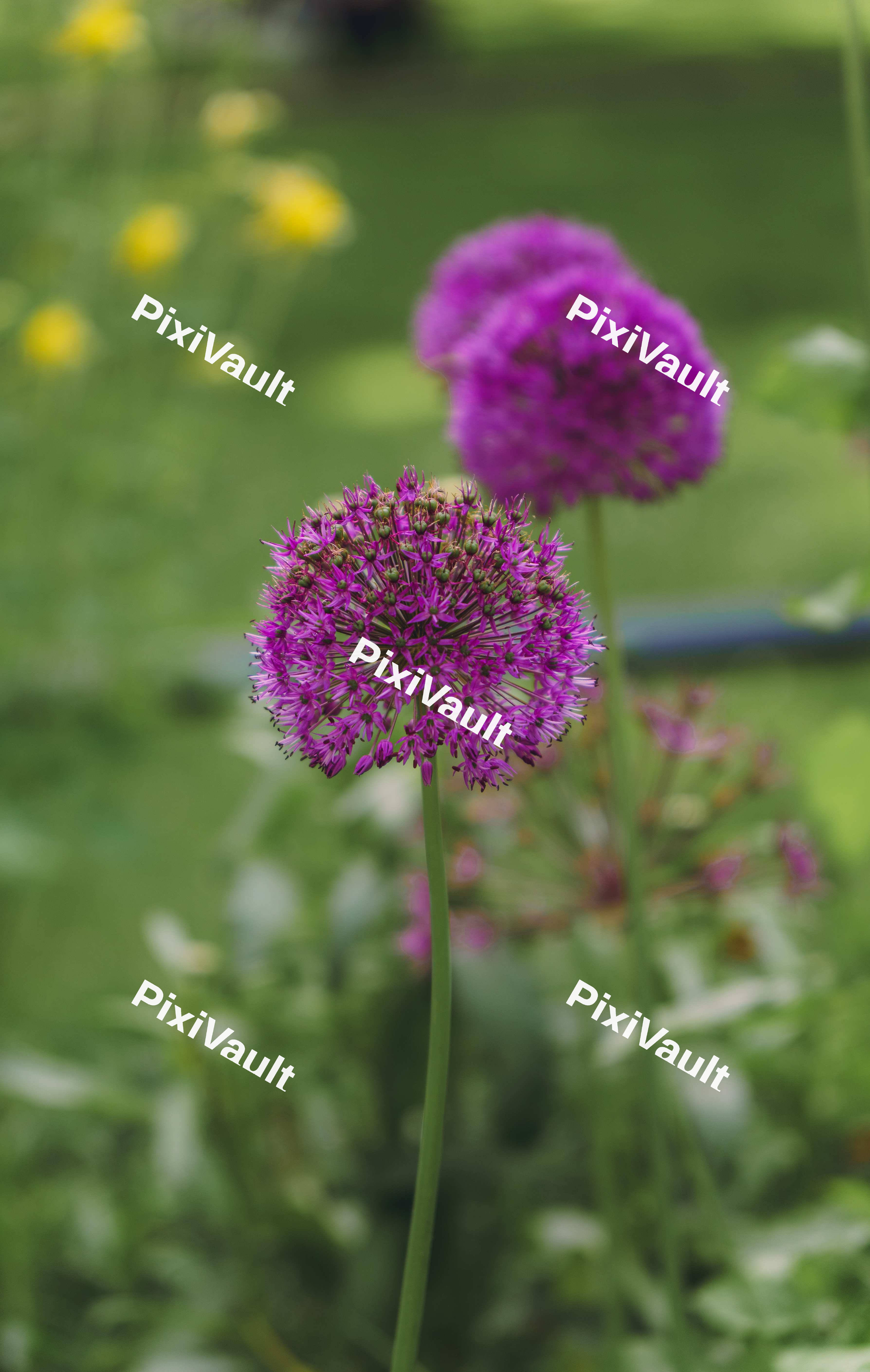 Three Allium (Star of Persia)